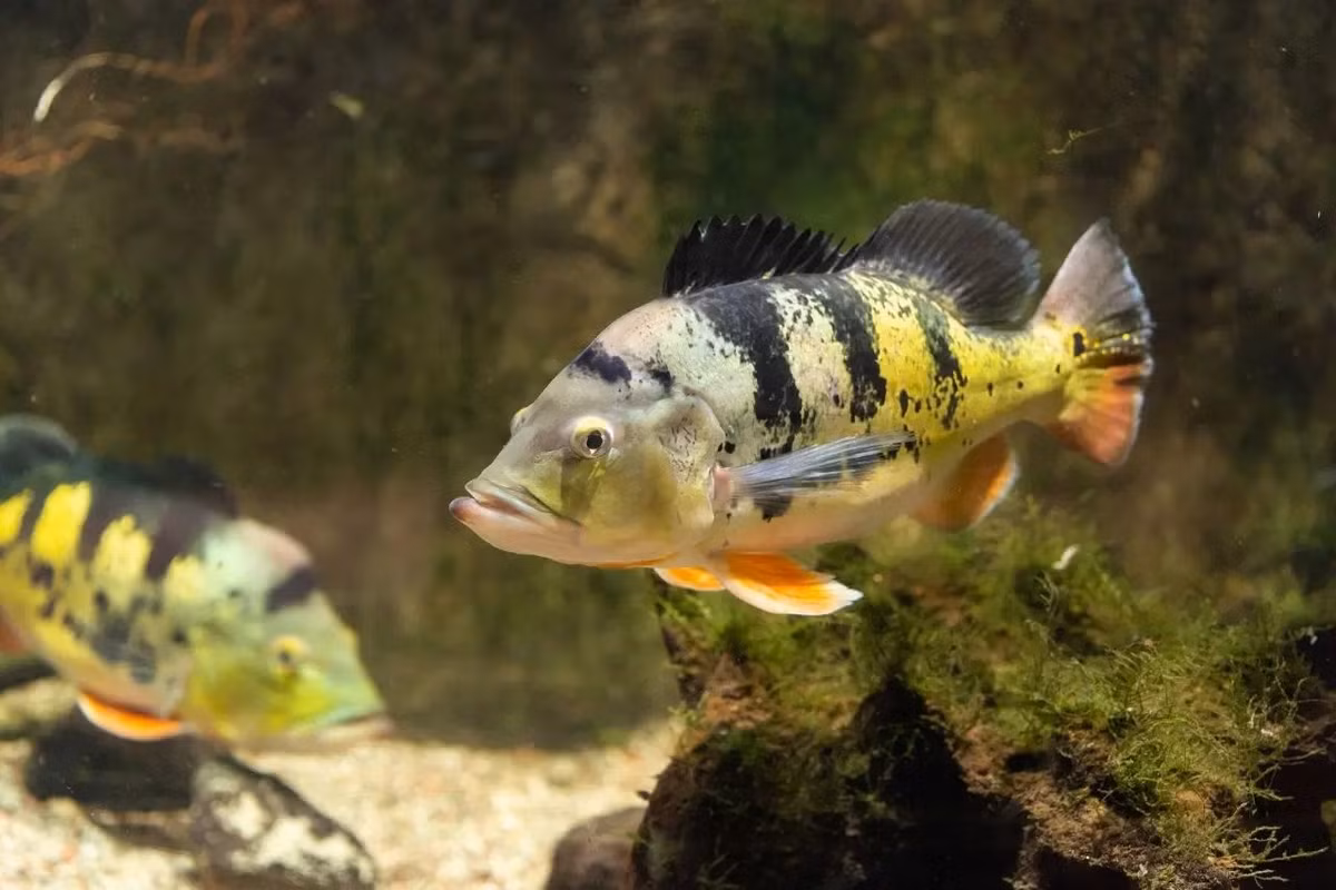 Cá hoàng bảo yến (Cichla ocellaris). Kích thước: Dài tối đa 74 cm. Khu vực phân bố: Lưu vực sông Marowijne và Essequibo ở Guianas và sông Branco ở Brazil.