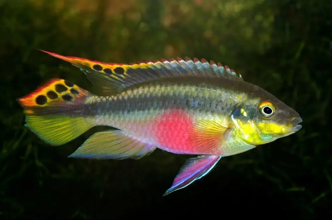 Cá rô Kribensis (Pelvicachromis pulcher). Kích thước: Dài tối đa 10 cm. Khu vực phân bố: Benin, Cameroon, Ethiopia, Nigeria.
