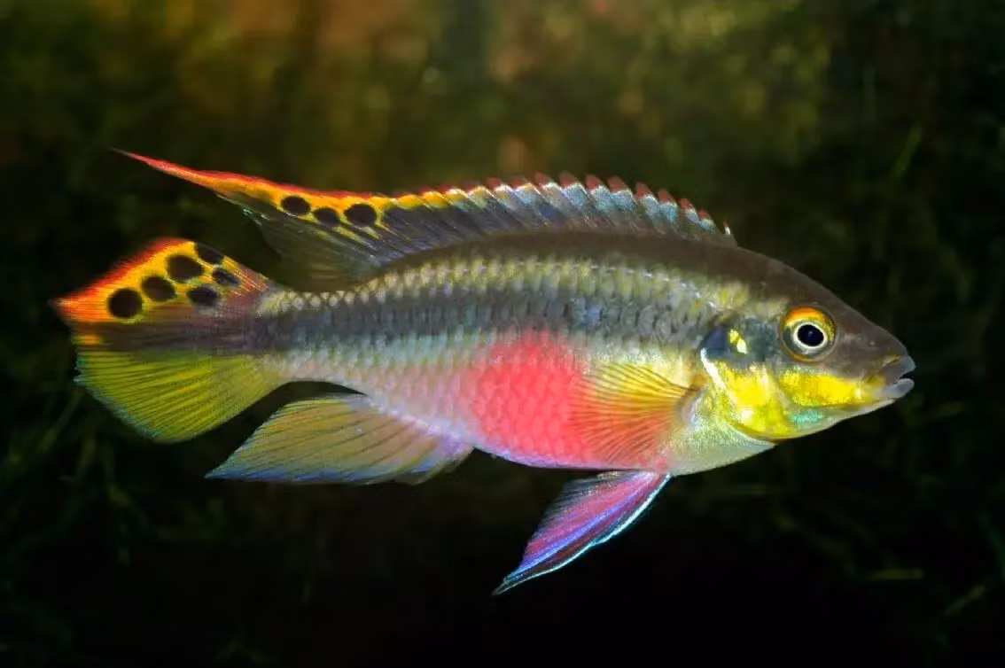 Cá rô Kribensis (Pelvicachromis pulcher). Kích thước: Dài tối đa 10 cm. Khu vực phân bố: Benin, Cameroon, Ethiopia, Nigeria.
