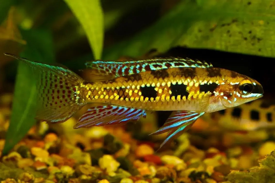 Cá rô bàn cờ (Dicrossus filamentosus). Kích thước: Dài tối đa 10 cm. Khu vực phân bố: Brazil, Colombia, Venezuela.