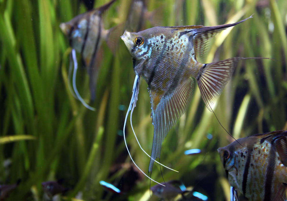 Cá thần tiên (Pterophyllum scalare). Kích thước: Dài tối đa 15 cm. Khu vực phân bố: Lưu vực sông Amazon.