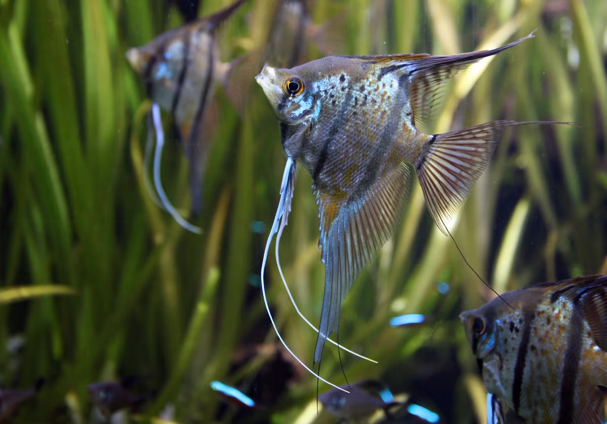 Cá thần tiên (Pterophyllum scalare). Kích thước: Dài tối đa 15 cm. Khu vực phân bố: Lưu vực sông Amazon.