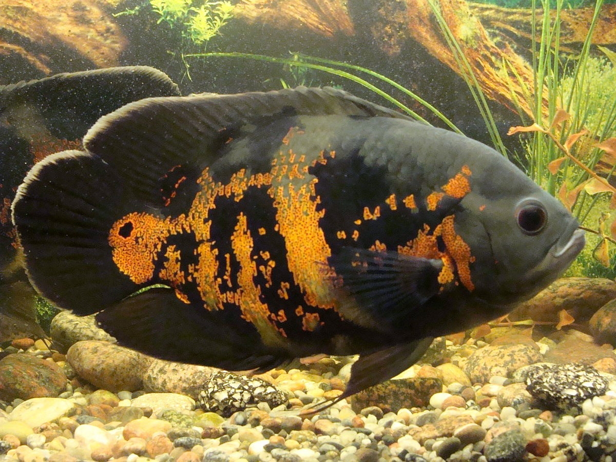 Cá heo lửa (Astronotus orbiculatus). Kích thước: Dài tối đa 35 cm. Khu vực phân bố: Các dòng sông ở khu vực Amazon.