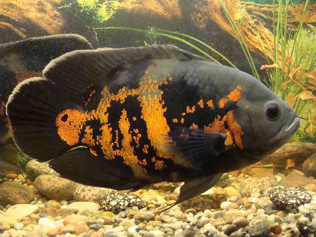 Cá heo lửa (Astronotus orbiculatus). Kích thước: Dài tối đa 35 cm. Khu vực phân bố: Các dòng sông ở khu vực Amazon.