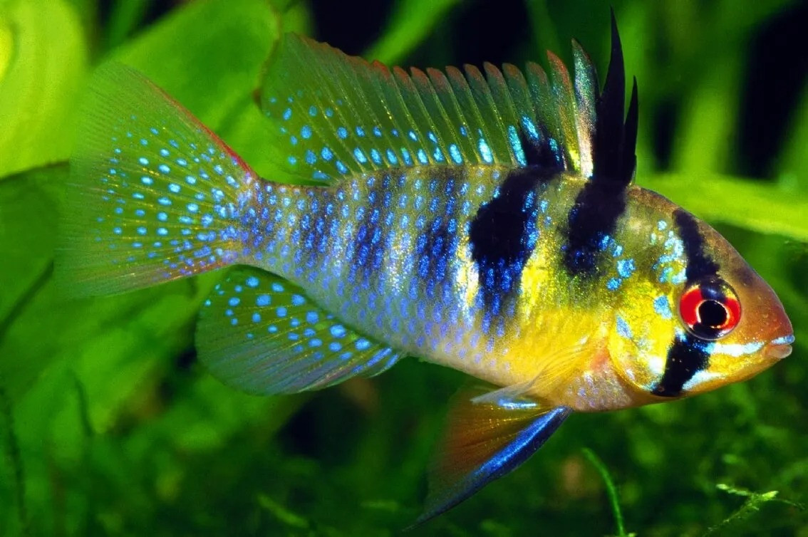 Cá phượng hoàng (Mikrogeophagus ramirezi). Kích thước: Dài tối đa 10 cm. Khu vực phân bố: Colombia, Venezuela.