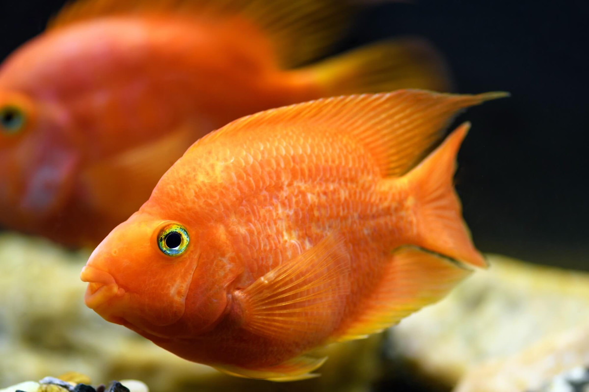 Cá hồng két (Amphilophus citrinellus + Vieja melanurus). Kích thước: Dài tối đa 20 cm. Khu vực phân bố: Được lai tạo ở Đài Loan vào những năm 1980, không tồn tại trong hoang dã.