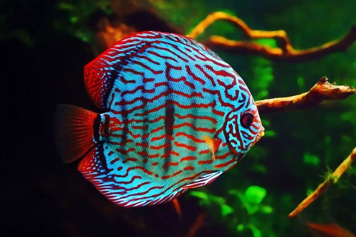 Cá đĩa (Symphysodon aequifasciatus, Symphysodon discus). Kích thước: Dài tối đa 25 cm. Khu vực phân bố: Brazil, Colombia, Peru, Venezuela.