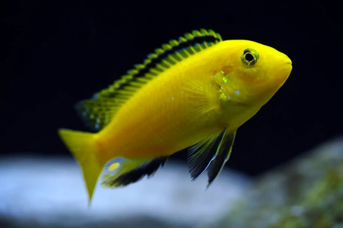 Cá ali vàng (Labidochromis caeruleus). Kích thước: Dài tối đa 10 cm. Khu vực phân bố: Malawi, Mozambique, Tanzania.
