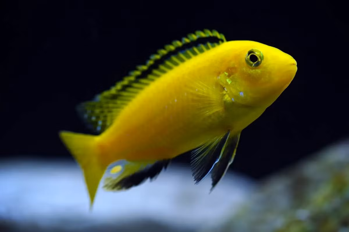 Cá ali vàng (Labidochromis caeruleus). Kích thước: Dài tối đa 10 cm. Khu vực phân bố: Malawi, Mozambique, Tanzania.