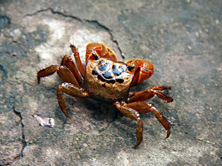 Khoảng tháng 4 đến tháng 9 là mùa cáy, những ngày nắng to cáy đua nhau ra tìm thức ăn