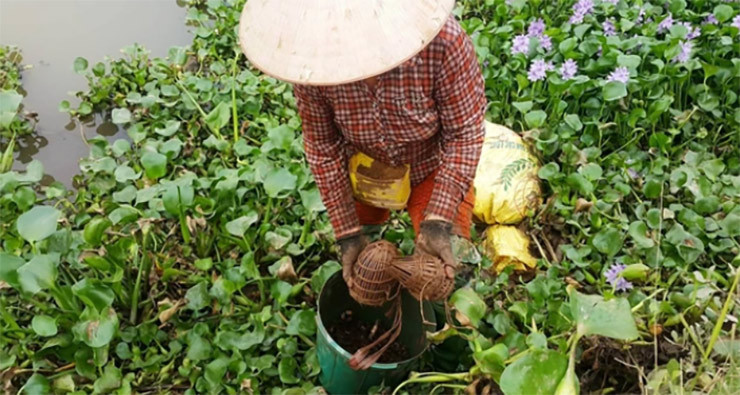 Từ món nhà nghèo, giờ đây cáy "lên đời" mang lại thu nhập cho người dân nơi đây