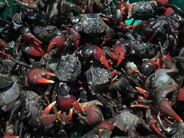 Cáy có nhiều loại: cáy càng đỏ, cáy lông, cáy đen, cáy gió. Cáy có càng to, chân nhỏ nhưng nhiều lông