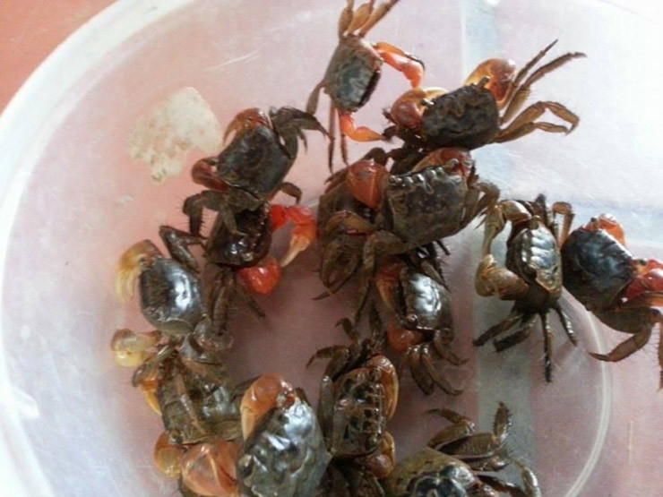 Theo khảo sát, hiện cáy được bán với giá 100.000-120.000 đồng/kg, lúc khan hiếm có thể lên tới 150.000 đồng/kg