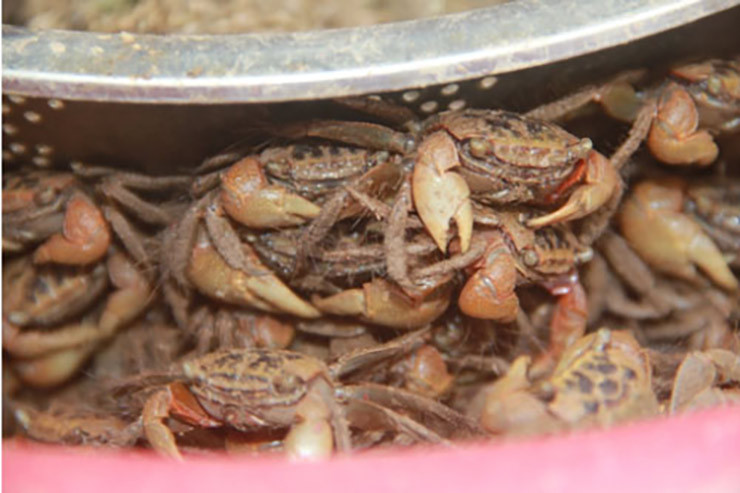 Loài này nhát chết, hễ có tiếng động lạ là trốn vào hang, việc săn cáy không hề dễ. Những thợ “soi” cáy phải thật khéo léo, nhanh tay mới bắt được chúng.