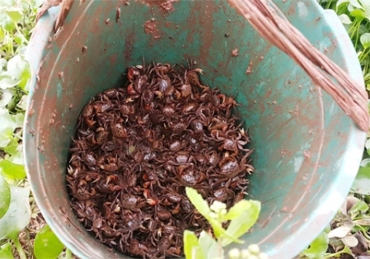 Theo kinh nghiệm của người dân, tờ mờ sáng khi trời còn nhá nhem, khi đó cáy ra kiếm ăn là lúc dễ bắt nhất