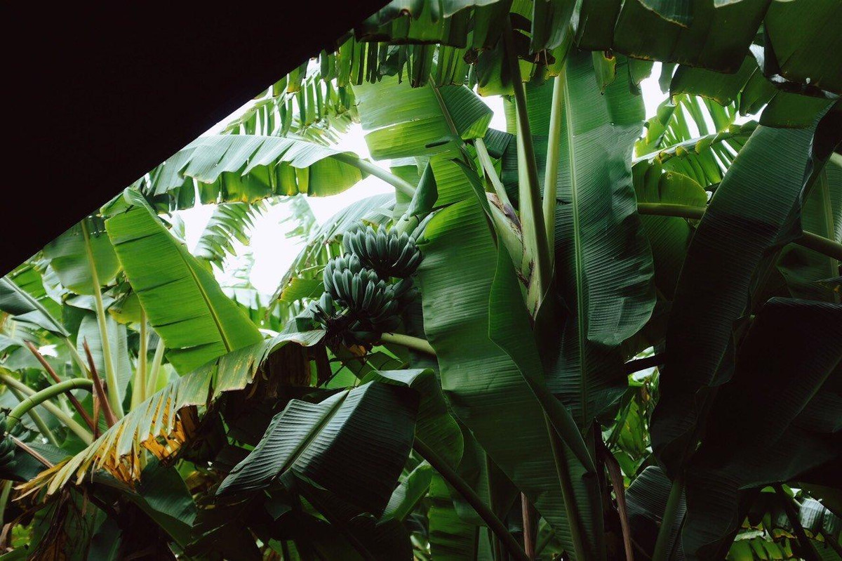 Nha vuon o Long An, lay y tuong tu cong trinh co, canh cua doc la-Hinh-12