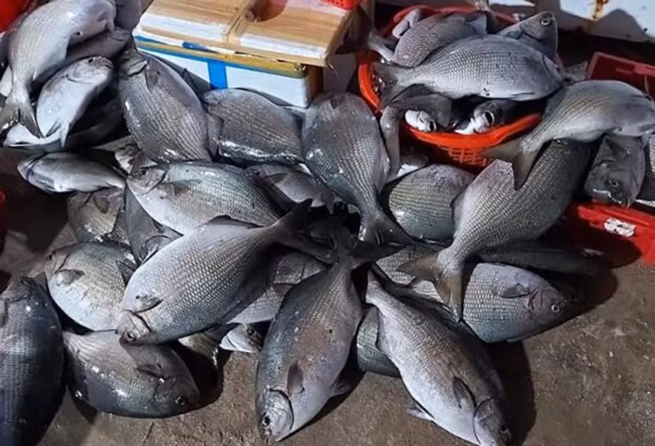 Đó là cá tà ma,