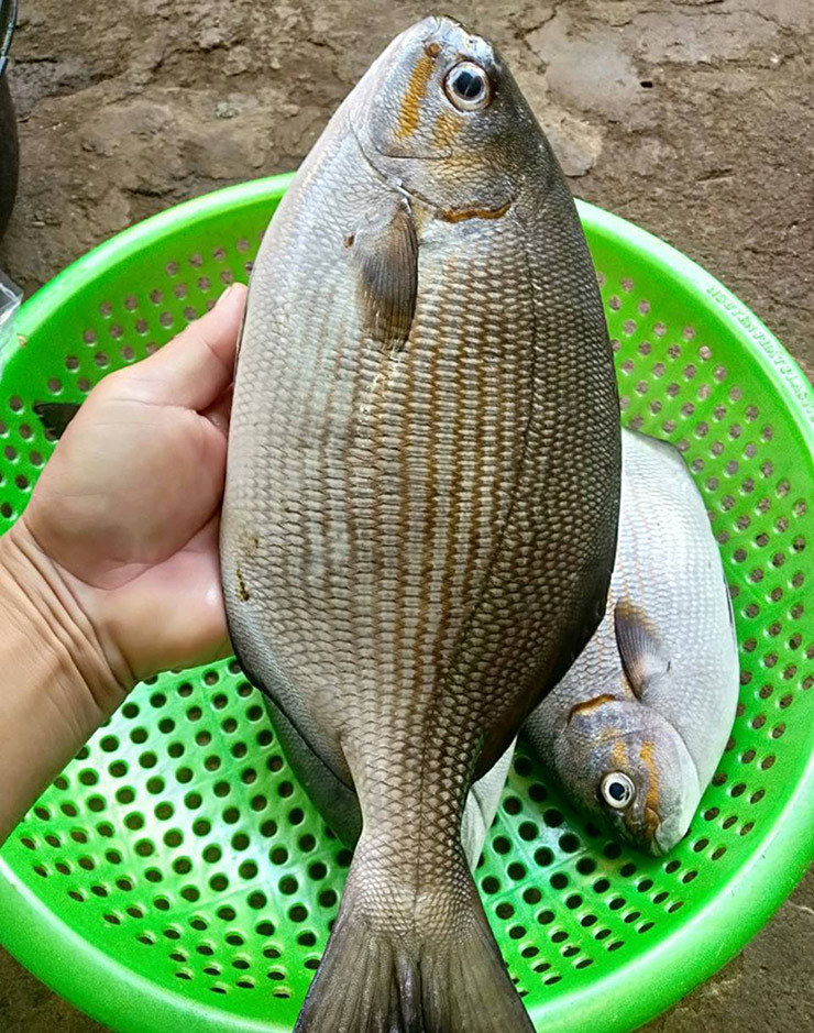 Sau khi thu hoạch cá, thương lái sẽ thu mua tại chỗ hoặc các nhà hàng quán ăn đặt trước để phục vụ cho khách du lịch