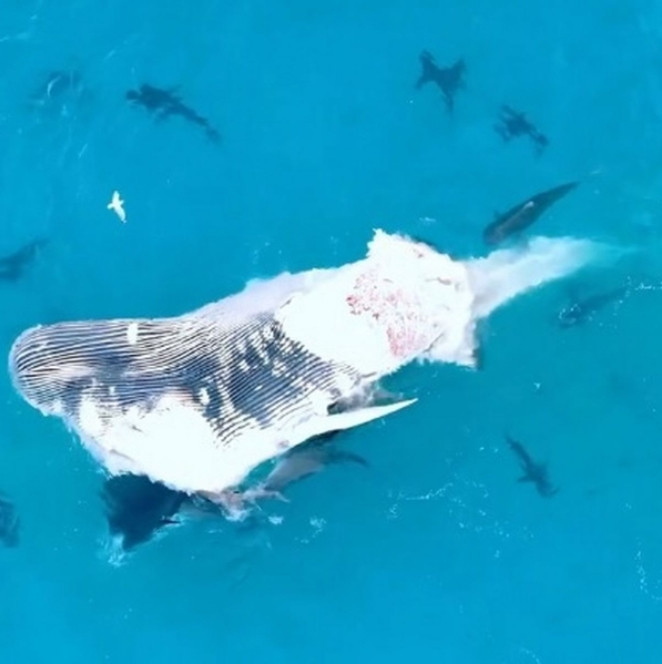 Video: Dan ca map 60 con xe thit ca voi lung gu hon 30 tan