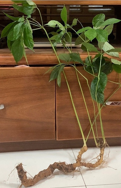 Can canh cu sam quy 57 nam tuoi, duoc ban voi gia 115 trieu dong