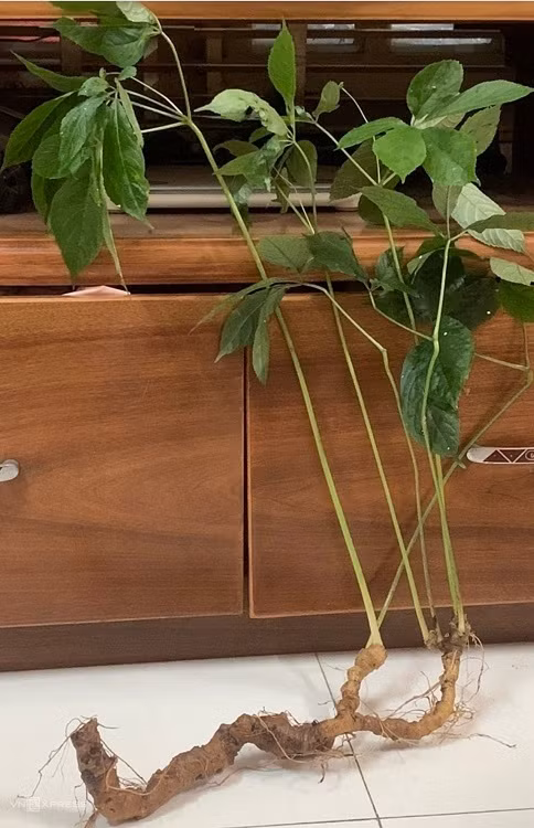 Can canh cu sam quy 57 nam tuoi, duoc ban voi gia 115 trieu dong