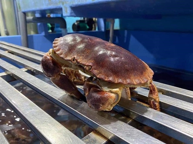 Cua sieu gach tuoi song nhap khau re chua tung co, kem mien phi che bien-Hinh-3