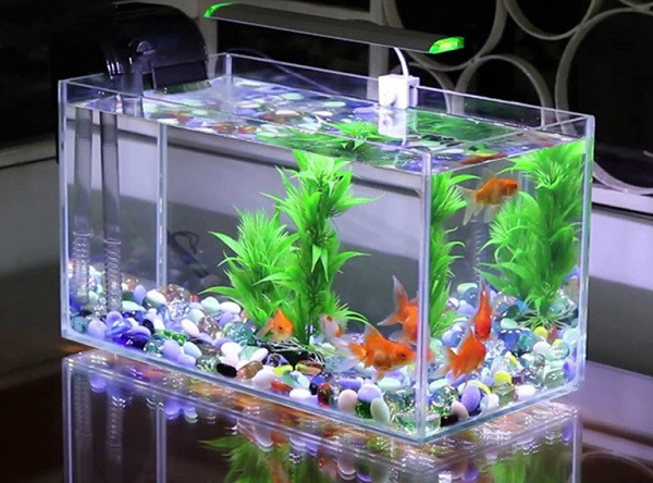 Cá cảnh trong bị chết: Nếu trong nhà bạn có nuôi cá cảnh nhưng mà chúng không may bị chết sẽ làm ảnh hưởng không tốt đến phong thủy. Khi bạn cứ để cá cảnh chết trong nhà sẽ gây ra nguồn năng lượng không tích cực ảnh hưởng sấu tới sức khỏe của bạn.