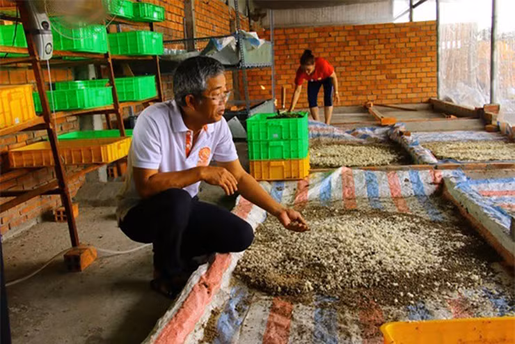 Ông Dương Hữu Thoại ở ấp Đông Huề, xã Tân Khánh Đông, TP. Sa Đéc, Đồng Tháp có trang trại nuôi ruồi lính đen quy mô hơn 600 m2 với 32 chuồng nuôi, mỗi chuồng ông thả khoảng 100.000 con ruồi.