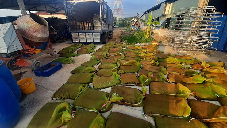 Phong chia sẻ, việc nuôi ruồi lính đen mang lại hiệu quả kinh tế ổn định khi thu nhập mỗi tháng lên đến 50 triệu đồng