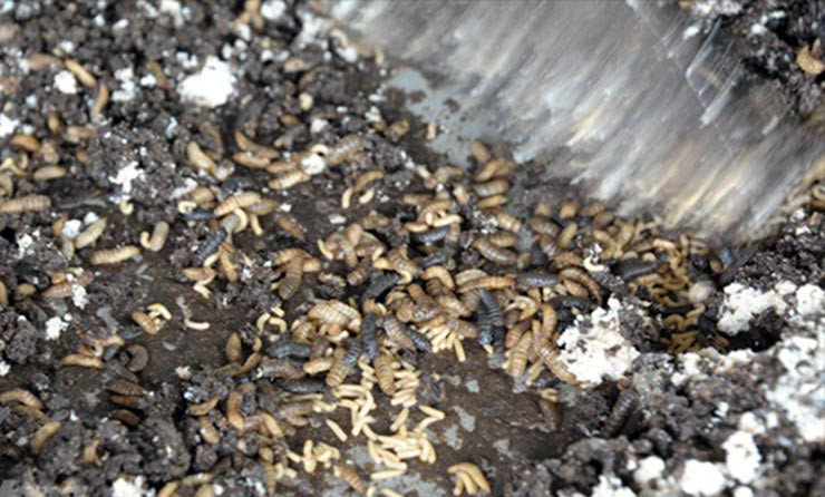 Ruồi lính đen trưởng thành có màu đen, dài 12–20 mm, trông hình dạng dễ lẫn lộn với loài ong.