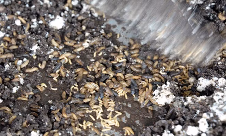 Ruồi lính đen trưởng thành có màu đen, dài 12–20 mm, trông hình dạng dễ lẫn lộn với loài ong.