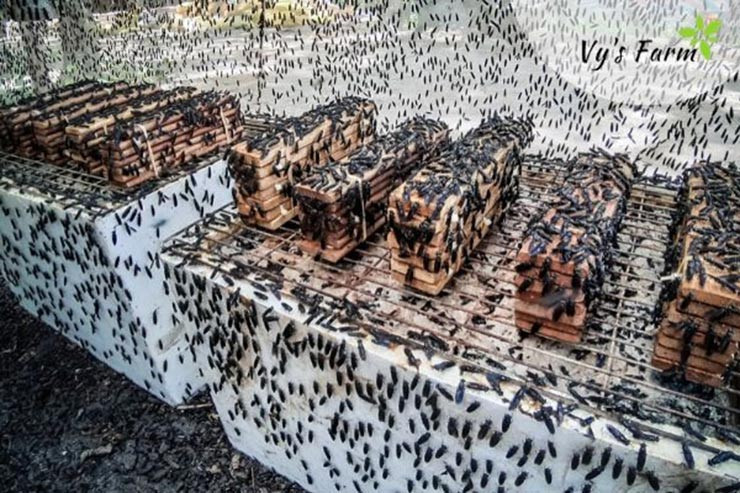 Với những lợi ích tuyệt vời mà ruồi lính đen mang lại, nhiều người đã nuôi loài ấu trùng này mang lại hiệu quả cao, giúp nông dân giảm chi phí giá thành chăn nuôi, góp phần bảo vệ môi trường.