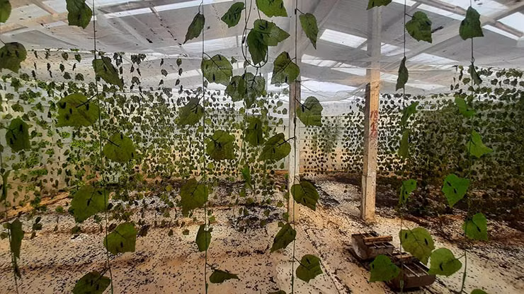 Hiện trang trại mà Phong đang nuôi ở mức 15 tấn - 30 tấn ấu trùng mỗi tháng (mức giá bán từ 13.000 đồng/kg).