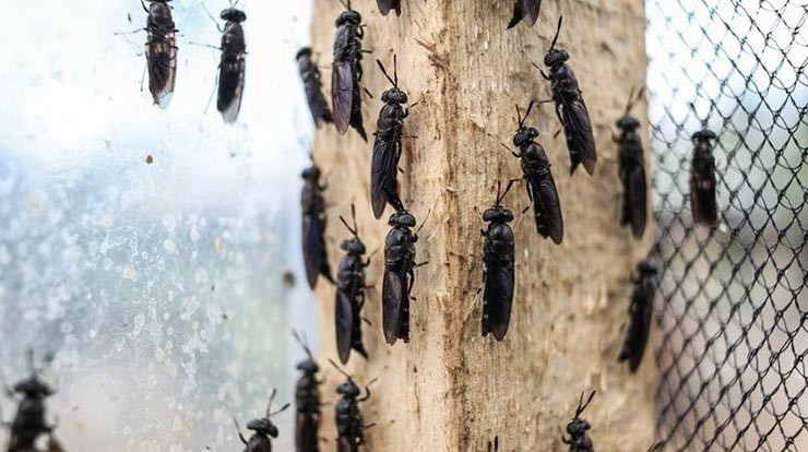 Ruồi lính đen phát triển và sinh sống trong một vòng đời kéo dài 45 ngày.