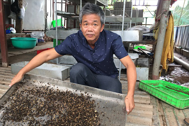 Hiện tại ông Thoại bán trứng ruồi lính đen với giá 20 triệu đồng/kg, nhộng ruồi 35.000 – 50.000 đồng/kg. Với nguồn sản phẩm hiện có, ông Thoại còn tận dụng diện tích đất nhà để nuôi hơn 2.000 con gà và nuôi cá, ếch… để nâng cao thu nhập. Qua đó, mang lại thu nhập cho gia đình ông Thoại mỗi năm lên hàng trăm triệu đồng.