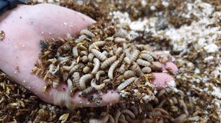 Ấu trùng ruồi lính đen có thể sử dụng làm thức ăn cho chăn nuôi lợn, gia cầm, thủy sản và xử lý chất thải trong nông nghiệp, làng nghề.