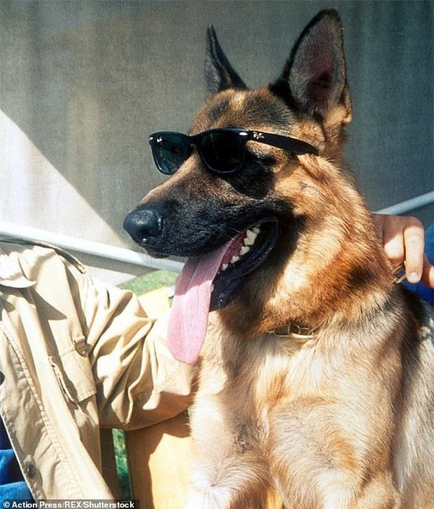 8 thú cưng giàu có: Tài sản trăm triệu USD, nổi tiếng đến độ sao Hollywood cũng ghen 8 thu cung giau co: Tai san tram trieu USD, noi tieng den do sao Hollywood cung ghen