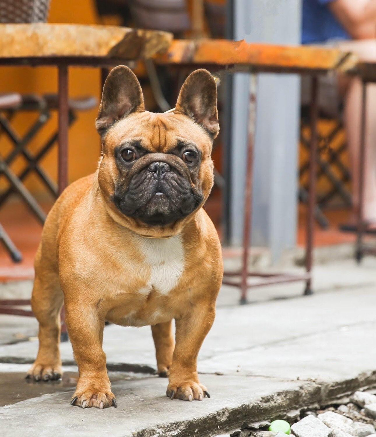 Nuoi cho Bull Phap, thanh nien 9x Ha Noi so huu gia tai tien ty-Hinh-3