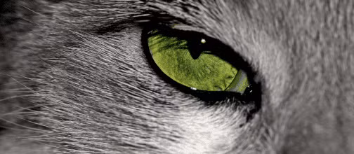 Ly do nao khien mat meo phat sang trong bong toi?