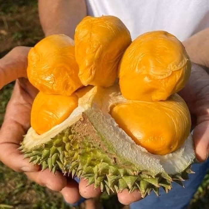 Sau rieng ngon nhat the gioi do bo cho Viet, nha giau chi tien an sang-Hinh-2