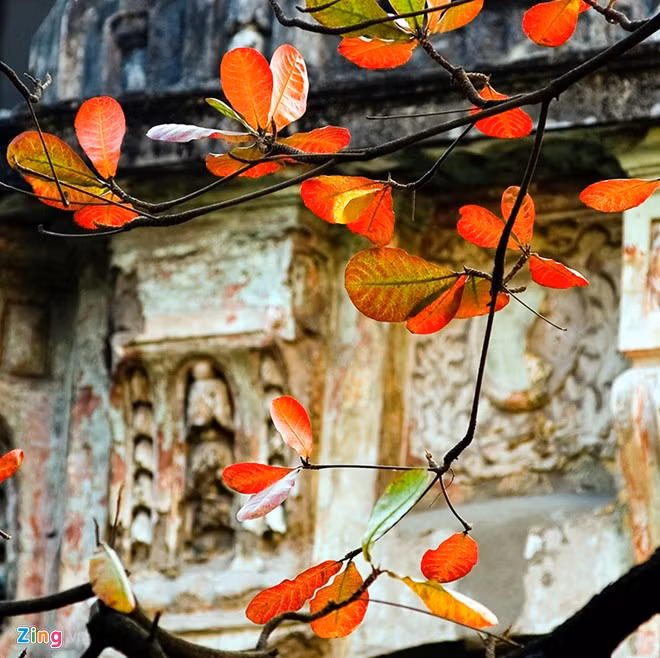 Ca khúc "Nhớ mùa thu Hà Nội" của nhạc sĩ Trịnh Công Sơn từng nhắc đến "cây bàng lá đỏ nằm kề bên nhau, phố xưa nhà cổ mái ngói thâm nâu..." làm xao xuyến bao lòng người đi, ở. Phùng Hưng, Hàng Khoai, Đường Thành, Lương Văn Can... là những tuyến phố có nhiều bàng trổ lá đỏ vào dịp này.