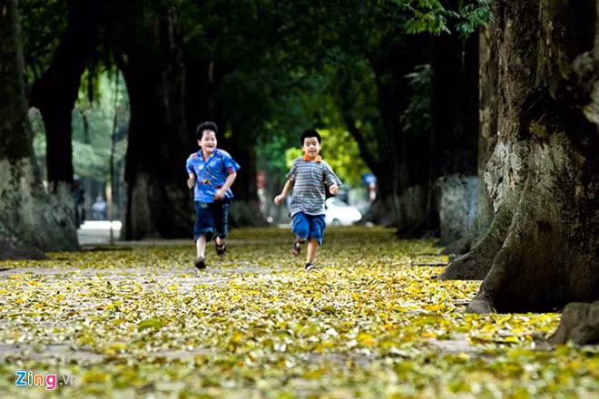 Đặc biệt tuyến phố trở nên vàng óng vào dịp tháng 6 khi lá sấu rụng đầy.