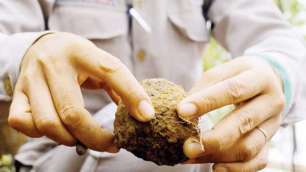 Thận trọng với một quả bom bi vừa được tìm thấy. Loại bom này gây sát thương trong bán kính đến 200m.