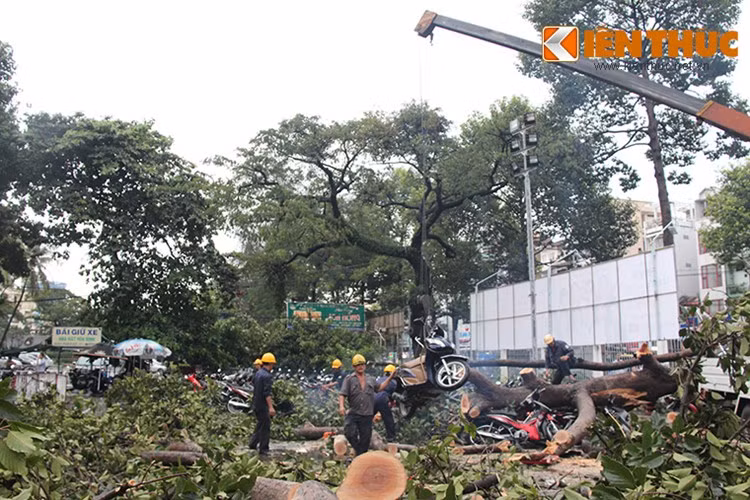 7. Hàng loạt cây xanh bật gốc, đè bẹp hàng trăm chiếc xe máy tại TP HCM. Vào khoảng 15h chiều 24/10, sau cơn mưa lớn tầm tã, nhiều cây cổ thụ trên địa bàn quận 5 và quận 10 TP HCM đã bị bật gốc, đè hư hỏng khoảng 100 chiếc xe máy cùng 1 nhà dân.