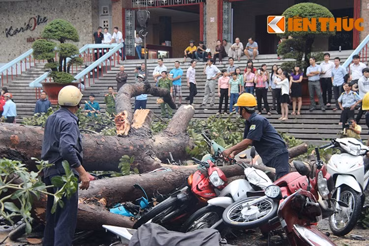 Những chiếc xe máy này đỗ ở khuôn viên Nhà hát Hòa Bình (số 240 đường 3/2, quận 10, TP HCM). Trong 100 chiếc xe bị cây đè, có khoảng 30 chiếc bị hư hỏng nặng. Do sự việc xảy ra vào giờ cao điểm buổi chiều nên tình hình giao thông qua những khu vực này rất phức tạp. Lực lượng CSGT, CS 113 cùng lực lượng dân phòng đã được điều động đến để điều tiết giao thông.