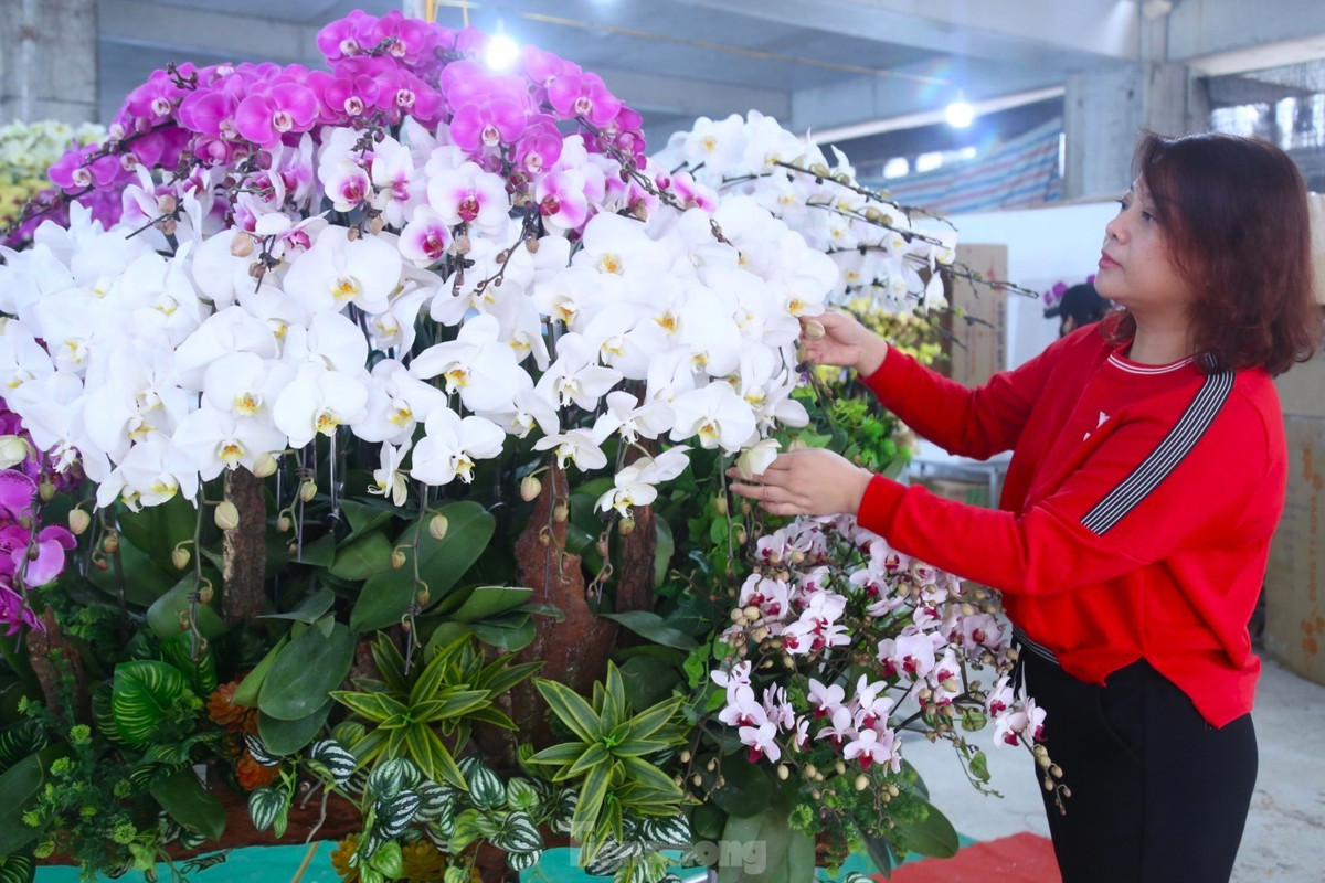 Theo phong thủy, lan hồ điệp có ý nghĩa mang ý nghĩa tài lộc, sung túc, may mắn, là lựa chọn lý tưởng để đón Tết. Với khả năng trưng bày lâu từ 1-2 tháng, lan hồ điệp được khách ưa chuộng.