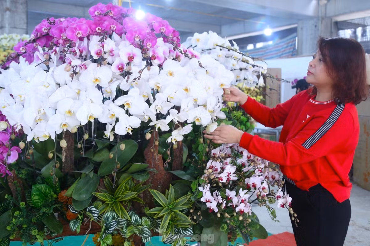 Theo phong thủy, lan hồ điệp có ý nghĩa mang ý nghĩa tài lộc, sung túc, may mắn, là lựa chọn lý tưởng để đón Tết. Với khả năng trưng bày lâu từ 1-2 tháng, lan hồ điệp được khách ưa chuộng.