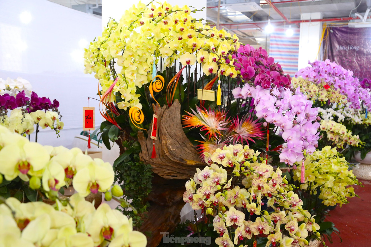 Ngoài trồng trong chậu, lan ở đây còn được ghép trên gỗ lũa, tạo nên nhiều kiểu dáng độc lạ, bắt mắt. Do mỗi chậu lan có một cách sáng tạo riêng biệt nên giá cũng khác nhau, dao động từ 20 - 80 triệu đồng.