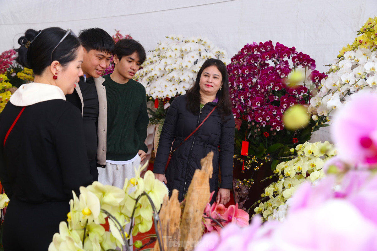 Những năm gần đây, lan hồ điệp được nhiều người ưa chuộng bởi vẻ đẹp về hình dáng, màu sắc đa dạng và đặc biệt lâu tàn phai. Năm nay, bên cạnh những chậu lan truyền thống cắm trên bình sứ, nhiều cơ sở đầu tư cắm lan hồ điệp trên gỗ lũa để thu hút khách hàng.