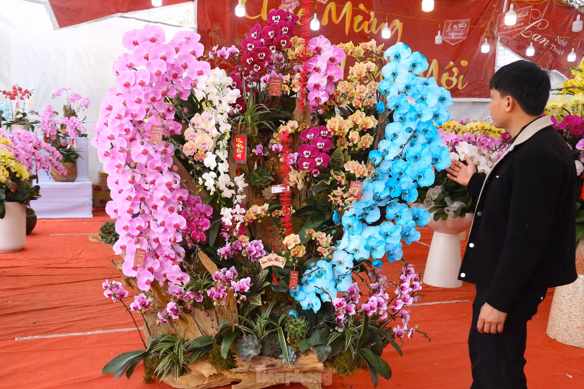 Anh Trần Sơn, chủ một cửa hàng bán hoa lan trên đường Trường Thi, TP. Vinh) cho hay, mỗi chậu lan được chế tác cầu kỳ, mất từ 3 - 4 giờ để hoàn thiện, từ việc chọn gỗ lũa đến sắp đặt thêm các chi tiết như rêu xanh, cây nhỏ hoặc tiểu cảnh bonsai. Với giá trị nghệ thuật cao, lan hồ điệp trên gỗ lũa có giá đắt đỏ.